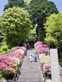 佐賀】鳥肌立つ初夏の絶景その数5万本‼️20種のツツジが色鮮やかに咲き誇る✨