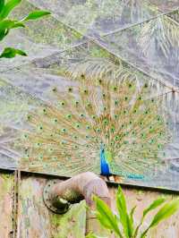 Kuala Lumpur Bird Park