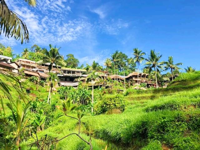 Ceking Rice Terrace