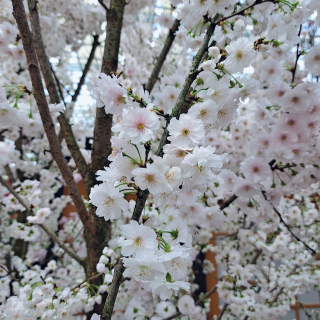 Sakura 🌸 2024 @ Gardens by The Bay 🇸🇬