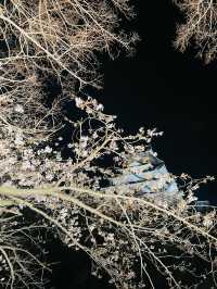 【大阪府】夜桜が美しい大阪城西の丸庭園