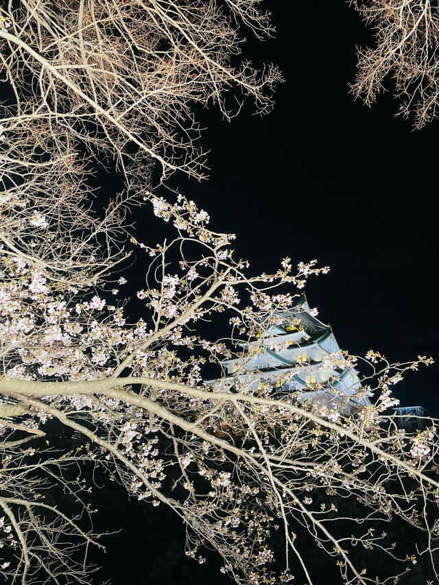 【大阪府】夜桜が美しい大阪城西の丸庭園