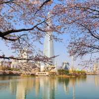 Beautiful Cherry Blossom of Lotte World Tower