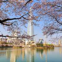 Beautiful Cherry Blossom of Lotte World Tower