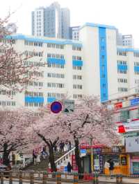 🌸 광안리 삼익비치 아파트, 벚꽃 구경 🌸