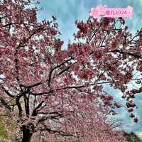 🌸【東京春天好去處】井之頭恩賜公園櫻花盛放，適合休閒放鬆