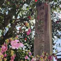 京都最美的賞櫻聖地🌸—平野神社⛩️