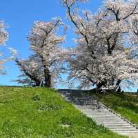 井原堤水邊公園：絢爛櫻花
