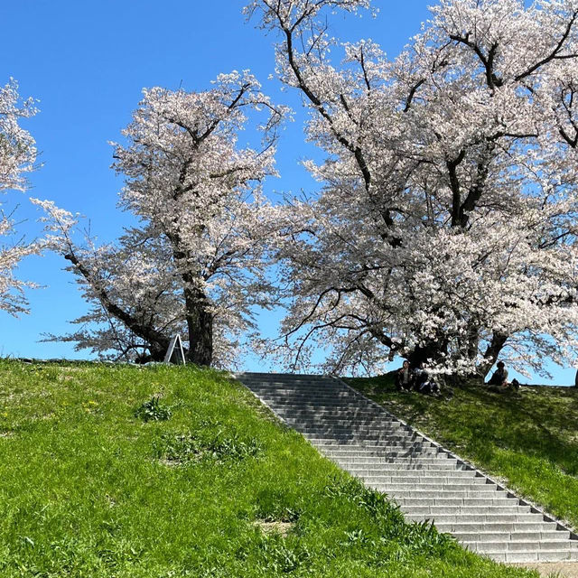 井原堤水邊公園：絢爛櫻花
