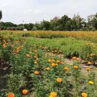 武吉巴督自然公園～城市綠洲