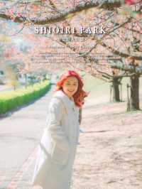 จุดชมซากุระสวยๆ ริมแม่น้ำ Sumida