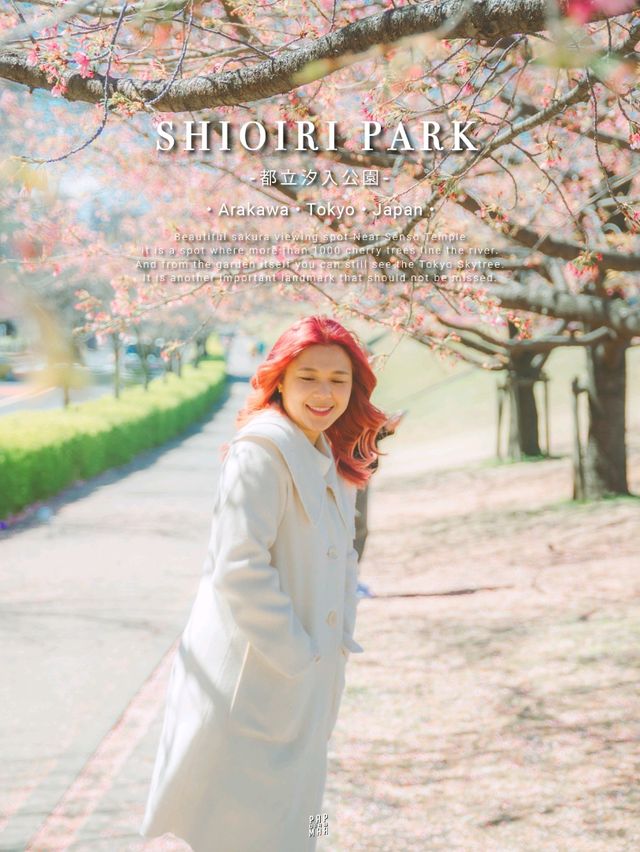 จุดชมซากุระสวยๆ ริมแม่น้ำ Sumida