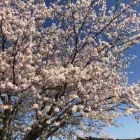 益子町🌸川沿いに佇む一本の桜🌸