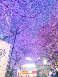 【東京】桜まつり / 色が移り変わるライトアップ