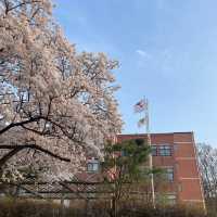 이천 나만 알고싶은 벚꽃 명소🌸