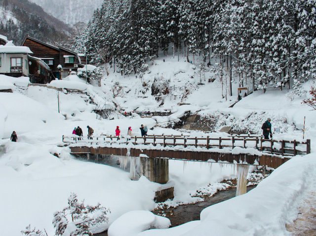 Cute Snow Monkeys at Snow Monkey Park, Nagano, Japan 🇯🇵