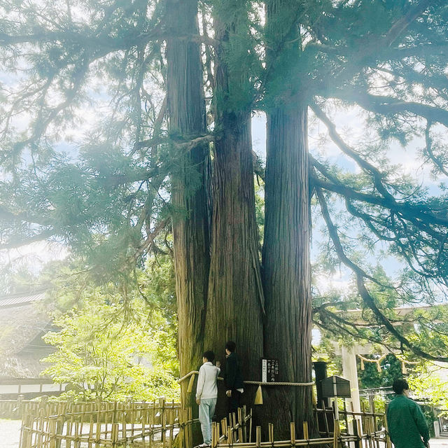 【長野県/ 戸隠の三本杉に囲まれた神秘的な戸隠中社⛩️】