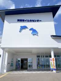 【天草観光】イルカに会える可能性90%以上🐬天草イルカウォッチング🐬