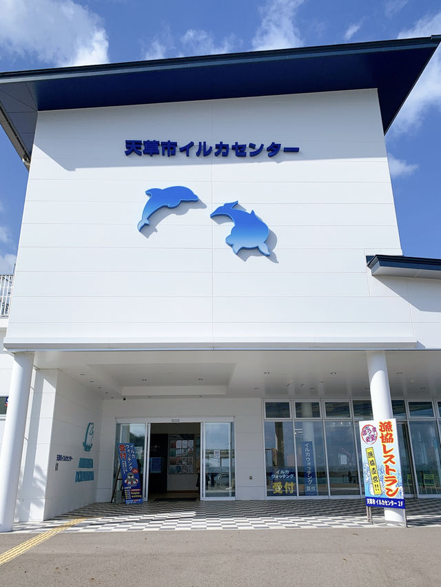 【天草観光】イルカに会える可能性90%以上🐬天草イルカウォッチング🐬