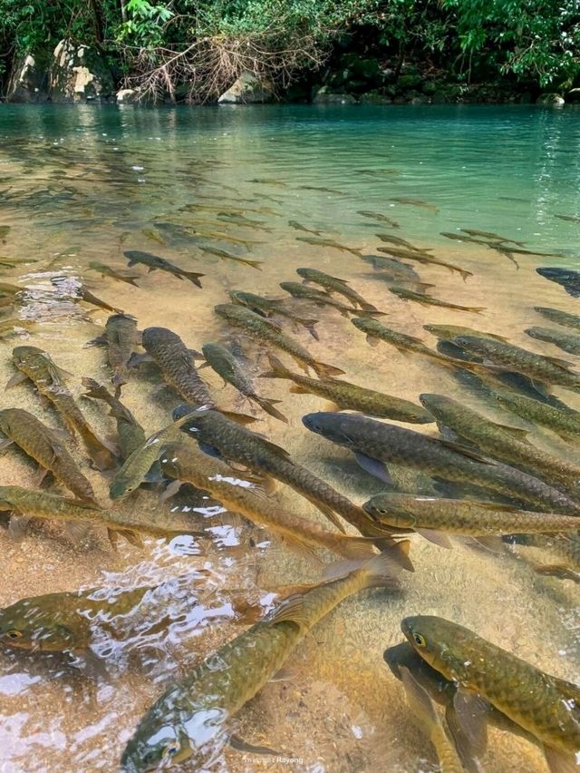 💦 เย็นสบายแบบธรรชาติ น้ำตกเขาชะเมา