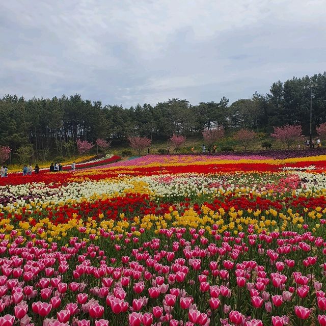 태안 세계튤립꽃박람회💐