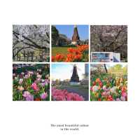 【2024春天好去處】花海公園，賞花回憶