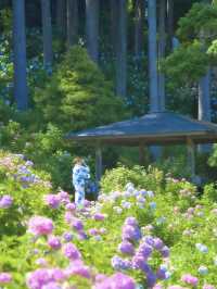 【千葉】どっから見ても紫陽花だらけ😍 250品種・10,000株以上の紫陽花がお出迎え✨