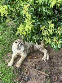 深圳野生動物園：保護與觀賞，充滿教育價值