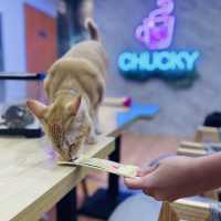 Feline Fun for the Whole Family: Chucky Cat Cafe Delights!