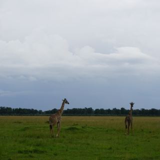 馬賽馬拉狩獵之旅第一天