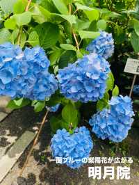 【神奈川県:北鎌倉】一面に広がる青の絶景！明月院！！