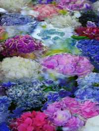 毎年見たくなる💗フォトジェニックなあじさい手水☺️💠💐