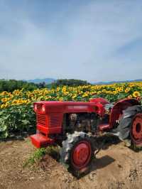 올여름 꼭 가야할 역대급 해바라기축제🌻