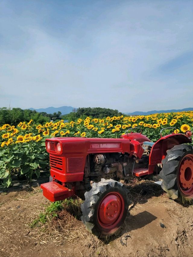 올여름 꼭 가야할 역대급 해바라기축제🌻