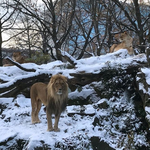 Berlin Zoological Garden