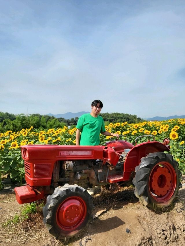 10만평 해바라기꽃밭이 펼쳐지는 강주마을