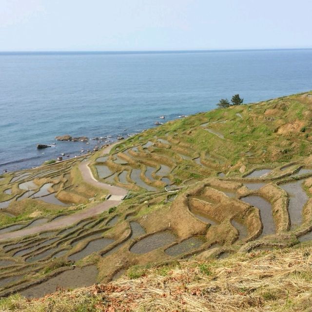 【能登半島】白米千枚田