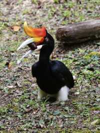 珍しい動物がたくさん！【ロッカウィ動物園】