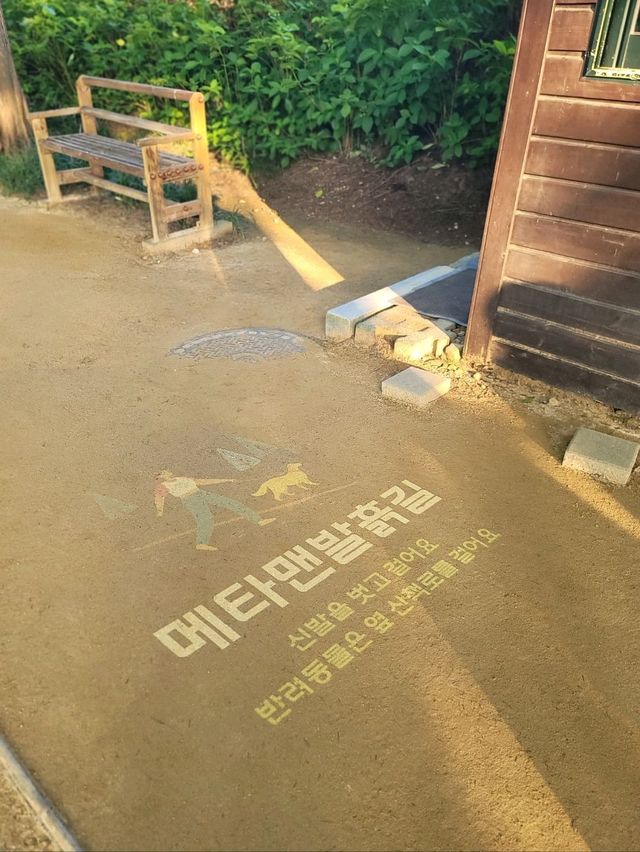 메타세콰이어숲길을 맨발로 걸어요🌲