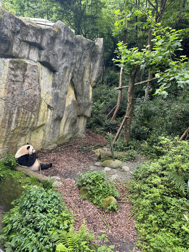🇨🇳Spot the cutest creature on Earth in the forest!