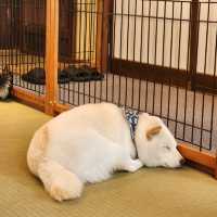가마쿠라 마메시바🐶 카페에 다녀왔어요!