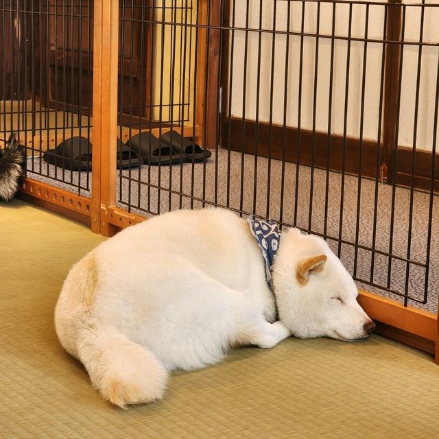 가마쿠라 마메시바🐶 카페에 다녀왔어요!