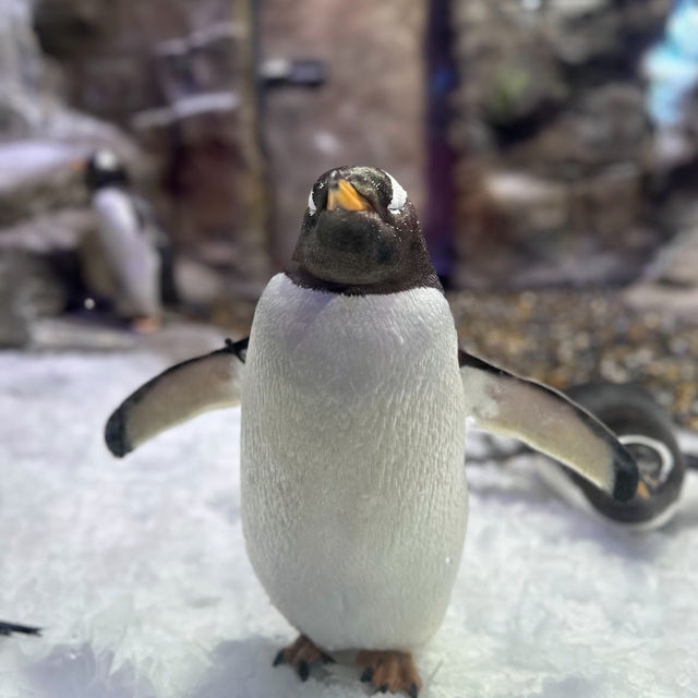 Into the Deep: Exploring Dubai Aquarium