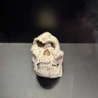 Unearthing Our Origins at the Cradle of Humankind