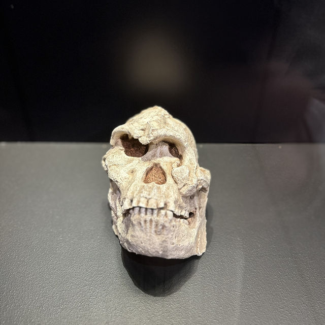 Unearthing Our Origins at the Cradle of Humankind