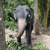Discover the Heartwarming Experience at Millennium Elephant Foundation! 🐘💚