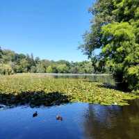 Lake Te Koo Utu, Cambridge, New Zealand