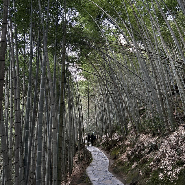 Anhui-Huangshan Emerald Valley