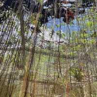 Borneo Happy Farm