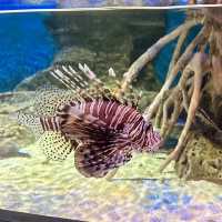 A Fascinating Experience at Underworld Langkawi Aquarium